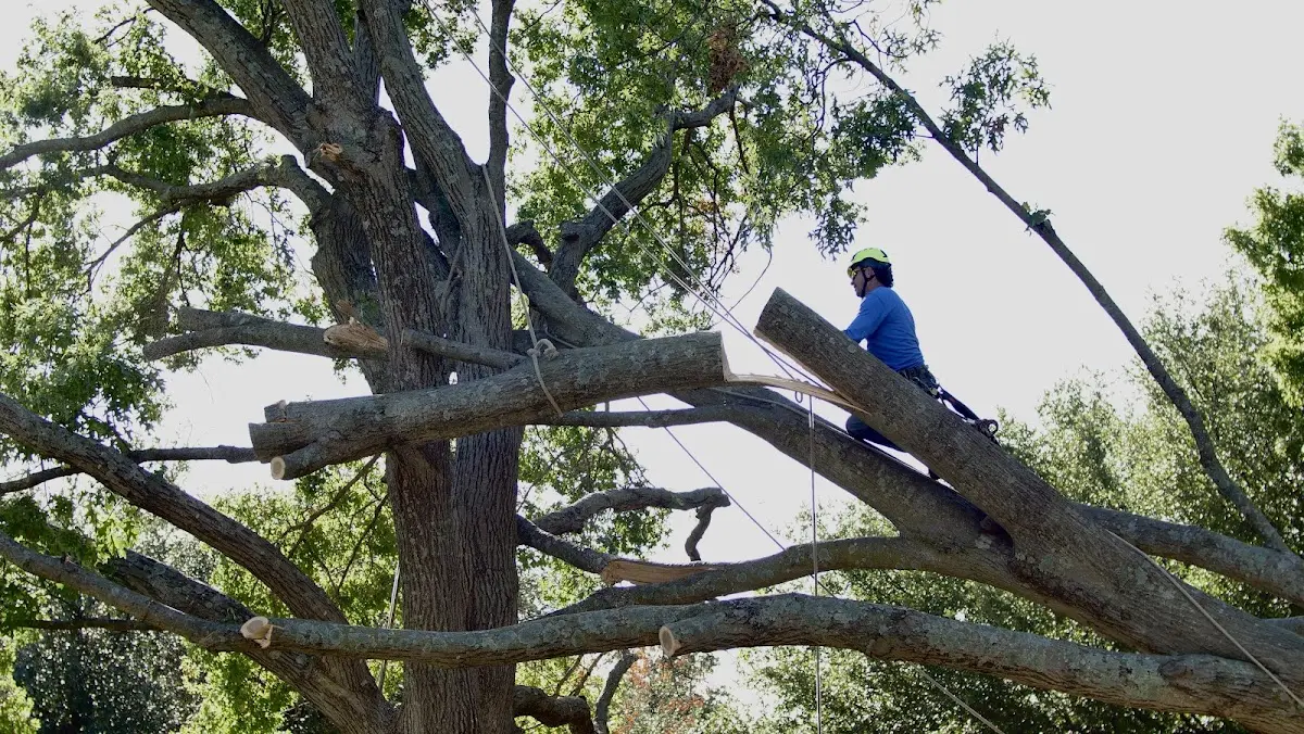 Professional Hazardous Tree Removal performed by certified arborists in Lillian
